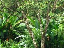Imagen Cascada El Aventurero 